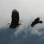 Raven chases eagle