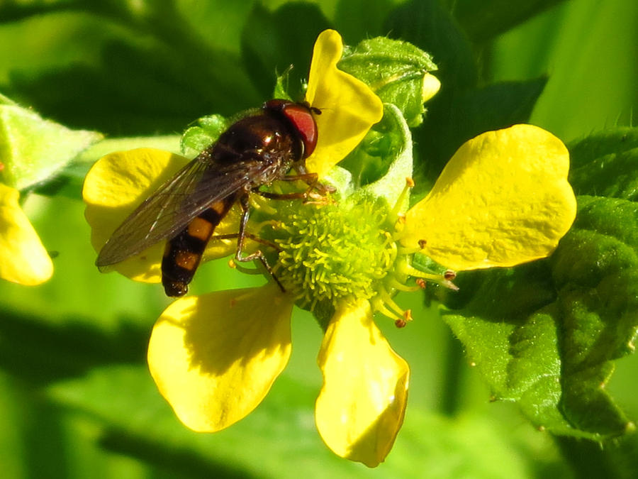 Hoverfly by Glacierman54 on DeviantArt