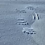 Inverted polar bear tracks