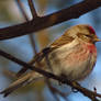 Common redpoll