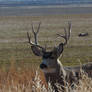 mule deer buck in full rut