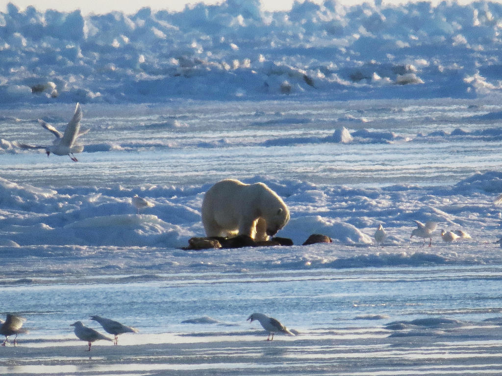 polar bear having breakfast on the sea ice