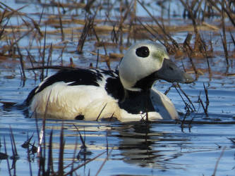 steller's eider