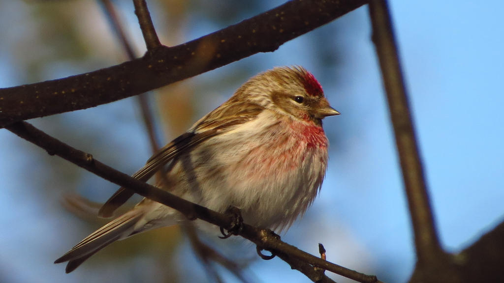 Commom Redpoll