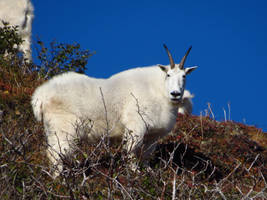 Rocky Mountain Goat