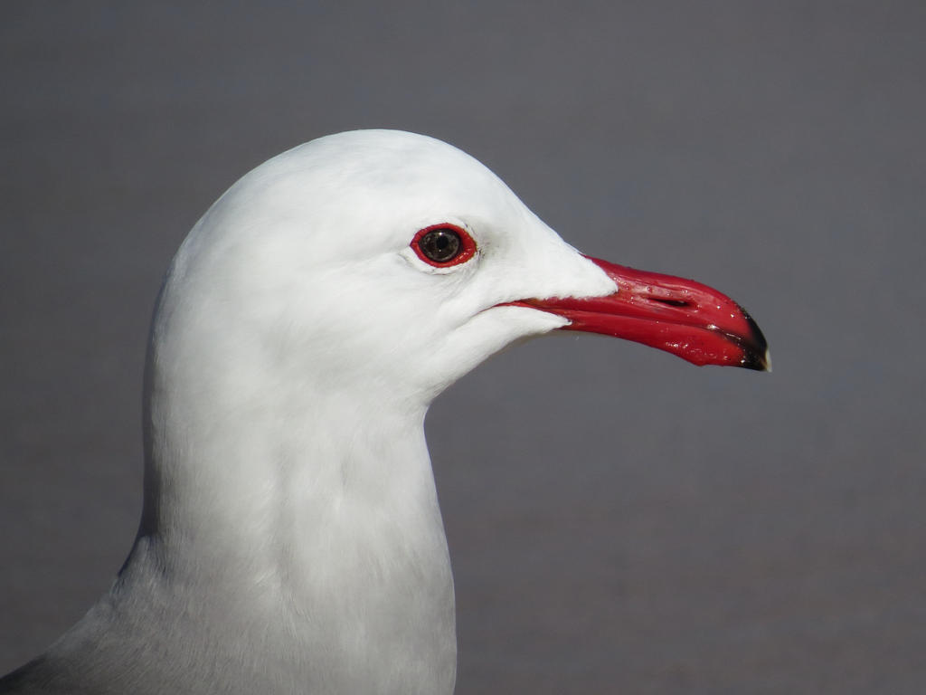 Heerman\'s gull