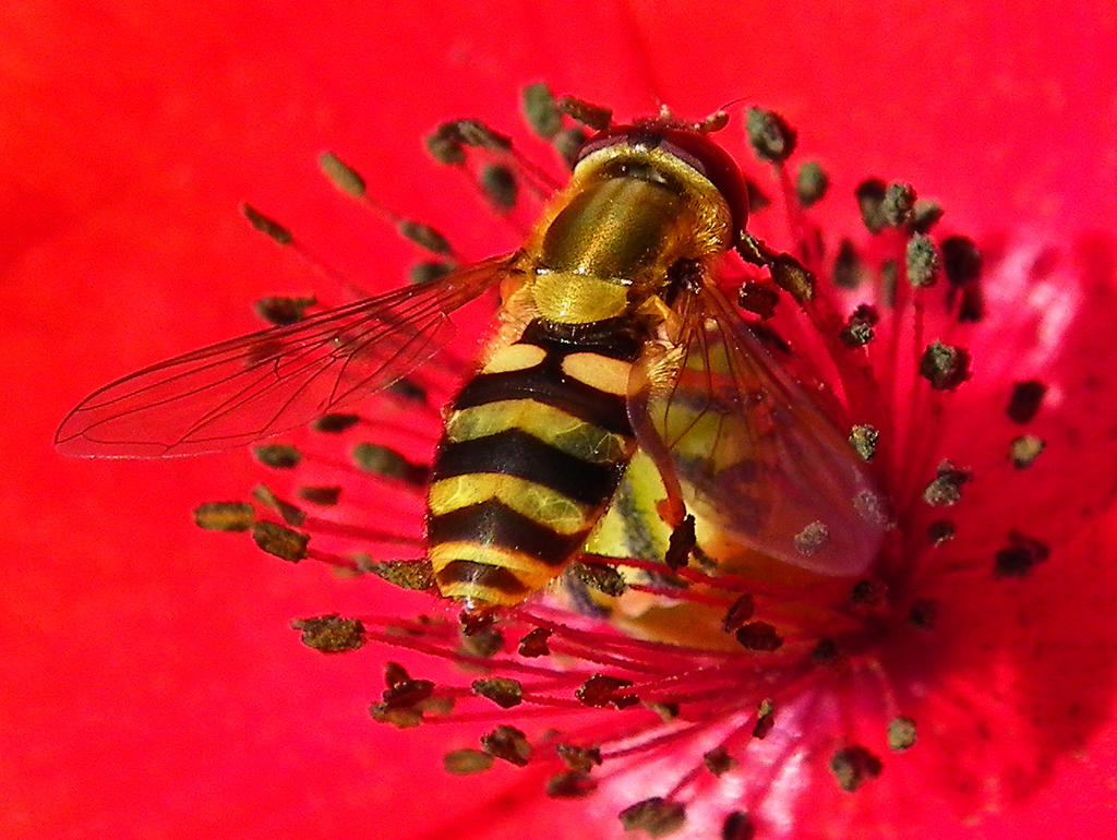 Hoverfly On A Poppy