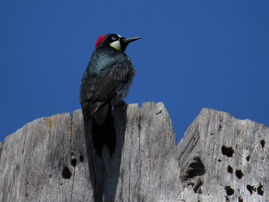 Acorn Woodpecker