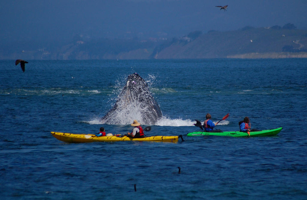 Lunging Humpback Whale