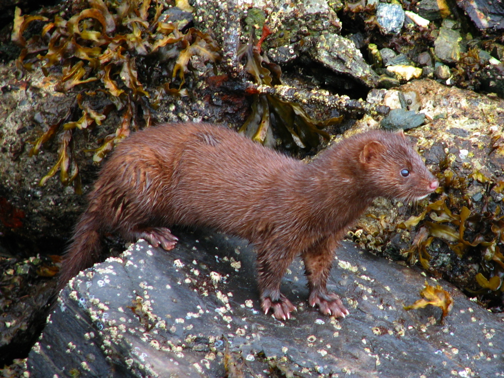 Wet Mink