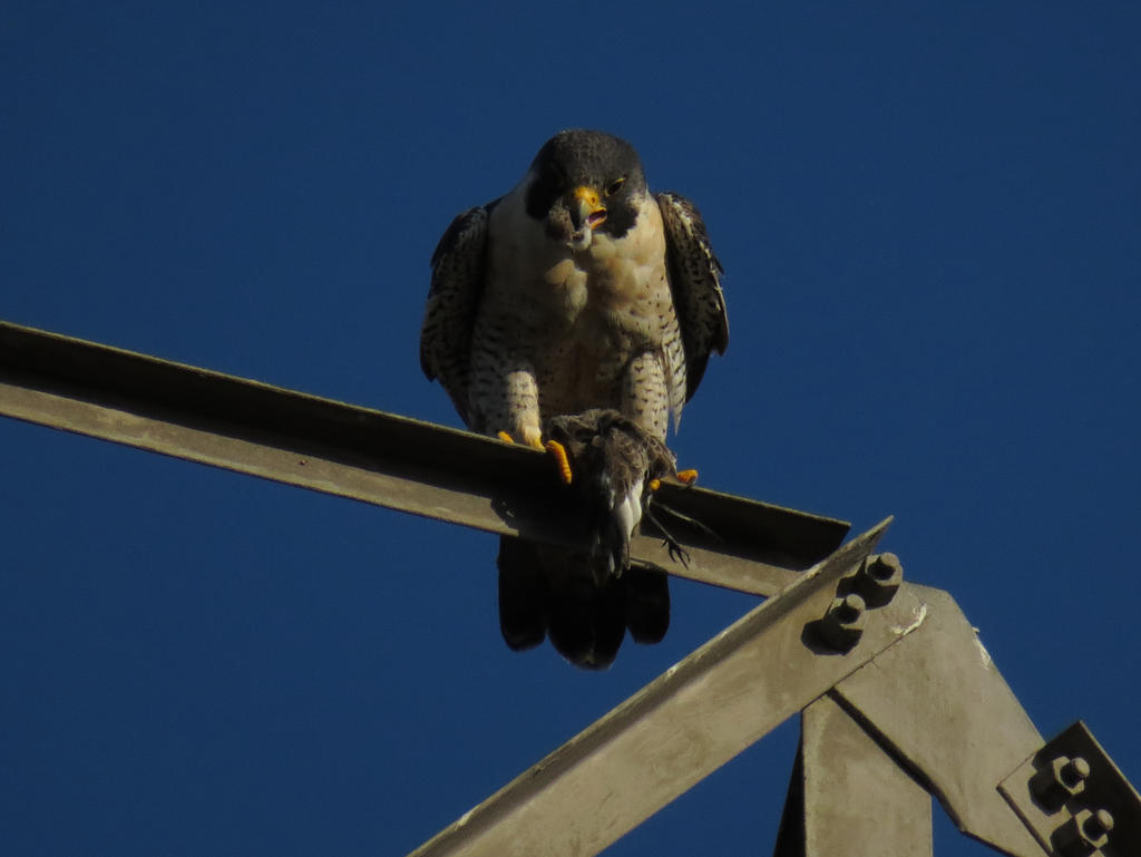 Regal As You Can Be With A Birds Head In Your Mout