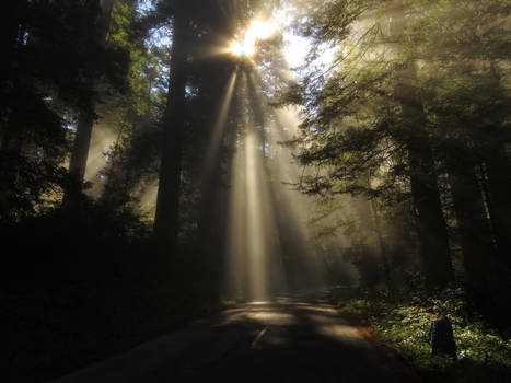 Road Through The Woods