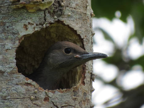 Flicker Chick Not A Chick Flick