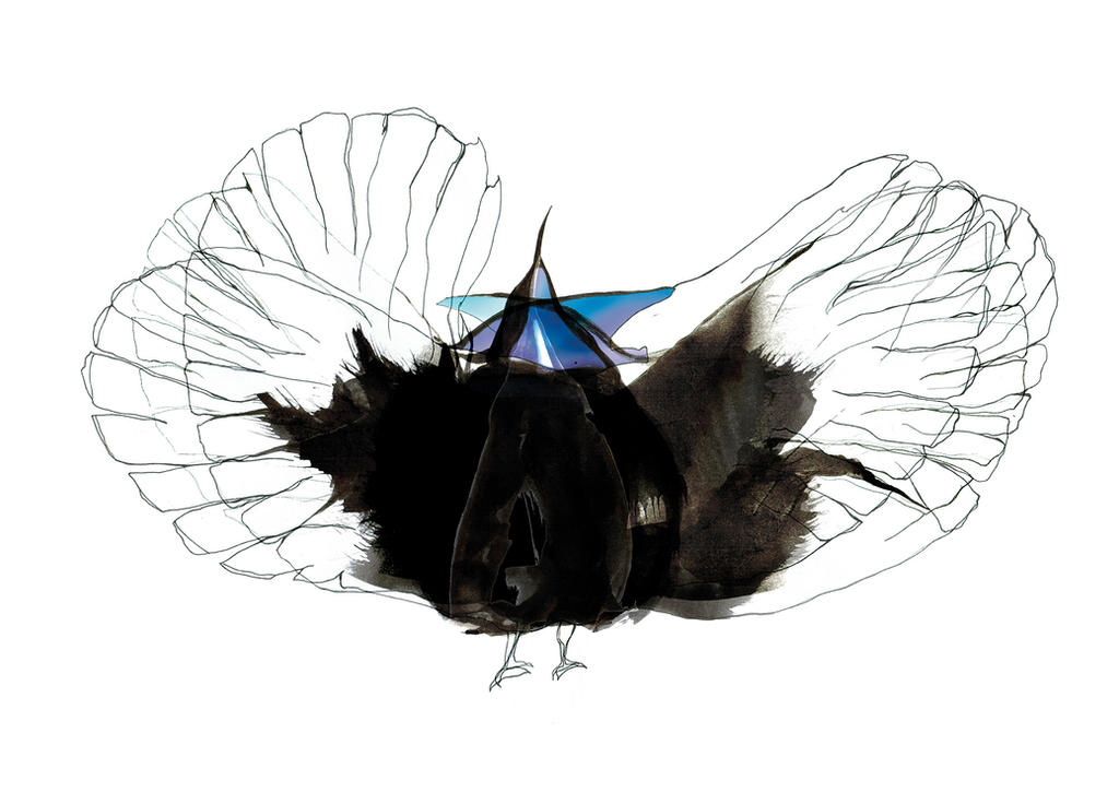 Magnificent Riflebird Drawing Magnificent Riflebird by frenzyillustration on DeviantArt