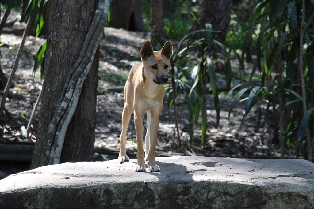 dingo puppy 2