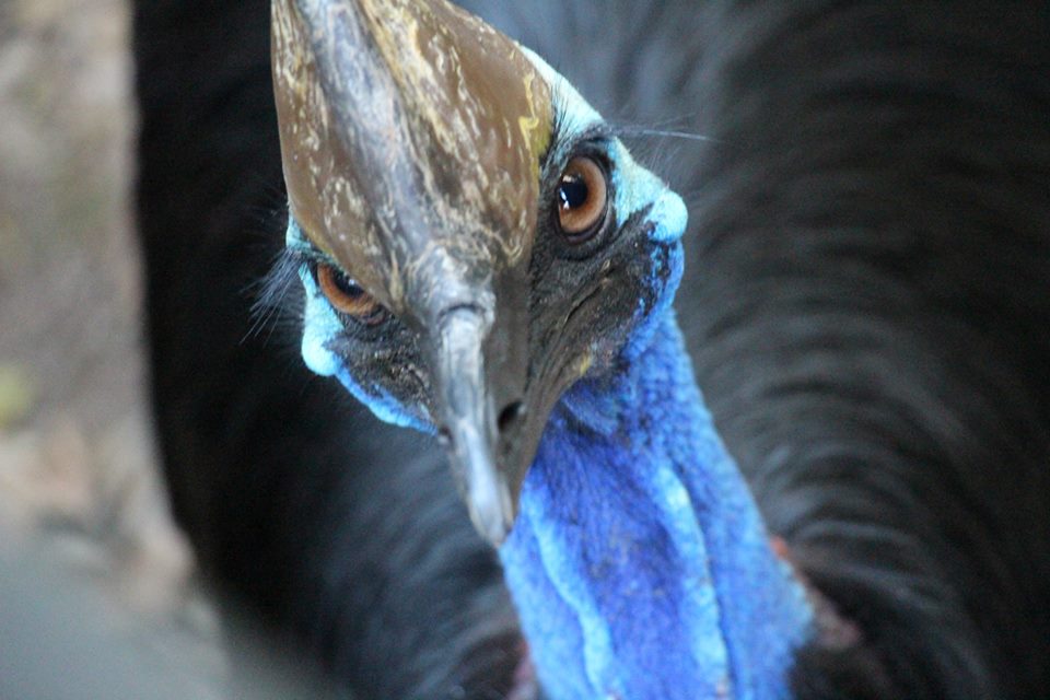 cassowary