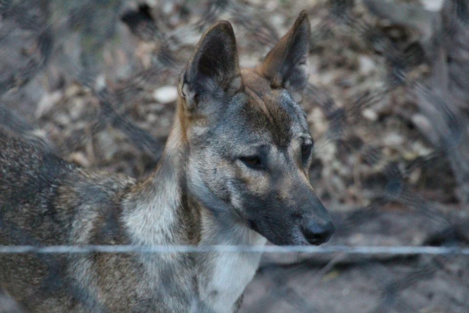 dingo puppy 2