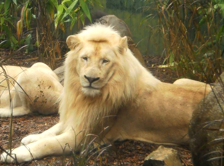 white lion