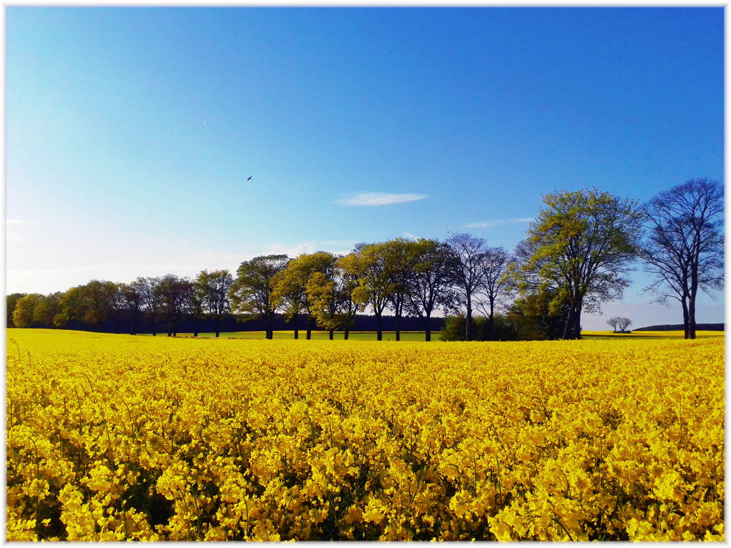 Raps 2 - gelbe Landschaft