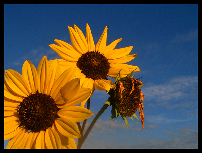 clean sunflowers