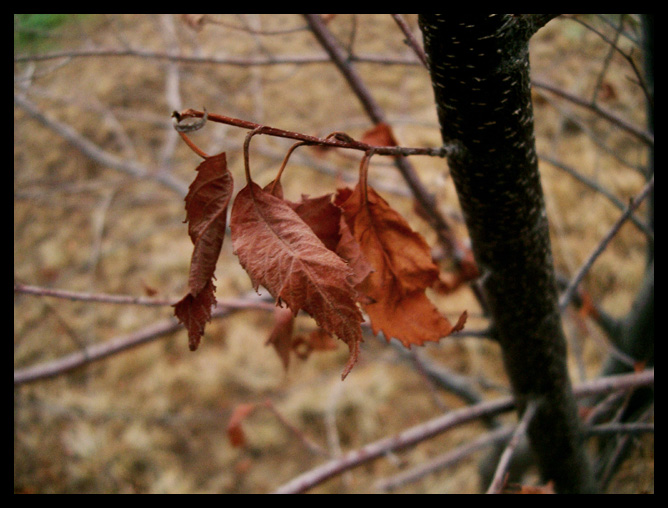 deadleaves vertis