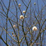 Cotton Tree