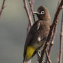 Cape Bulbul