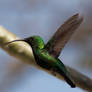 Zierlich (Hummingbird)