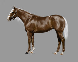 Foal 8- Breeding Sheet 1