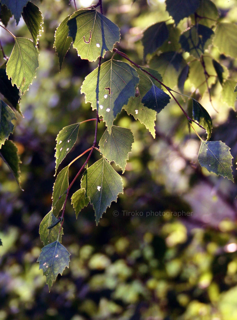 leaves in golden hour