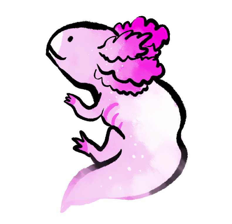 axolotl