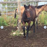 Hickory as a baby ( horse )