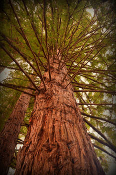 Redwood Forest