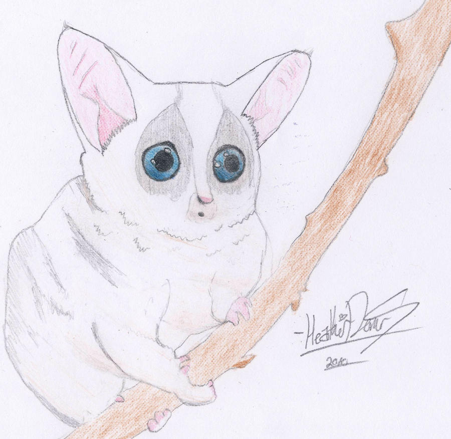 Blue Eyed Bushbaby