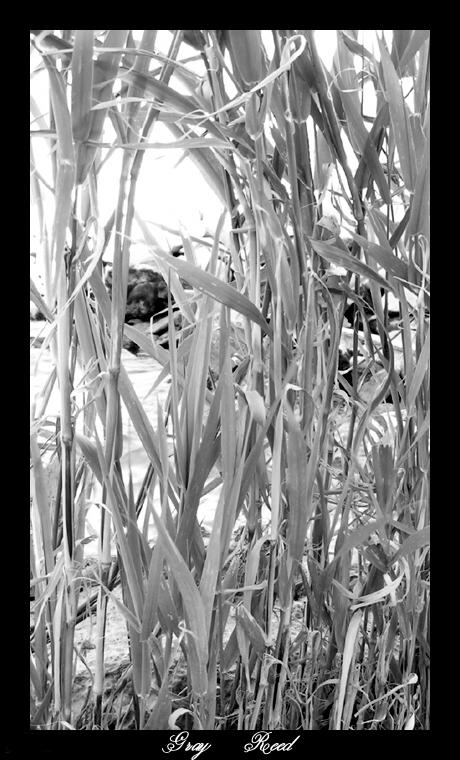 Gray Reed by Devilbastard on DeviantArt