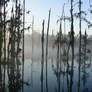 Cypress Lake 1