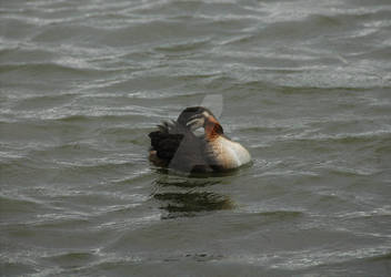 Picture Perfect Preening