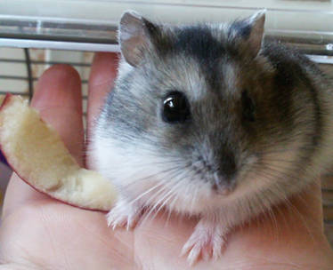 Little hamster on my hand