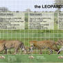 The leopards size