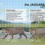 The jaguar size (fancat)