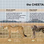 The cheetah size