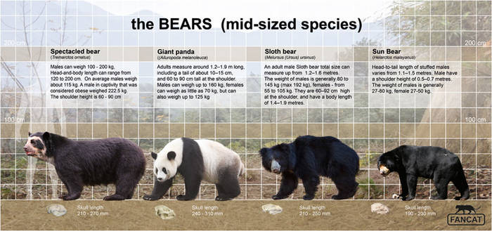 How to measure the size. – BEARS' -TOKYO