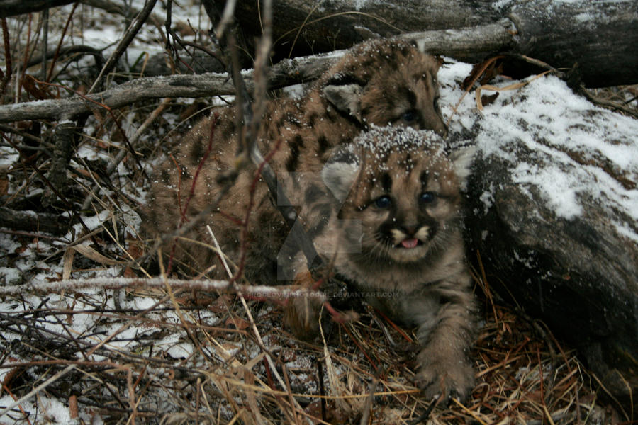 Cougar Cuties