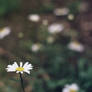 Wild Daisy 2