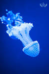 JellyFish2 by DraconianHell