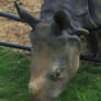 Rhino munching grass