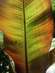 Colorful leaf