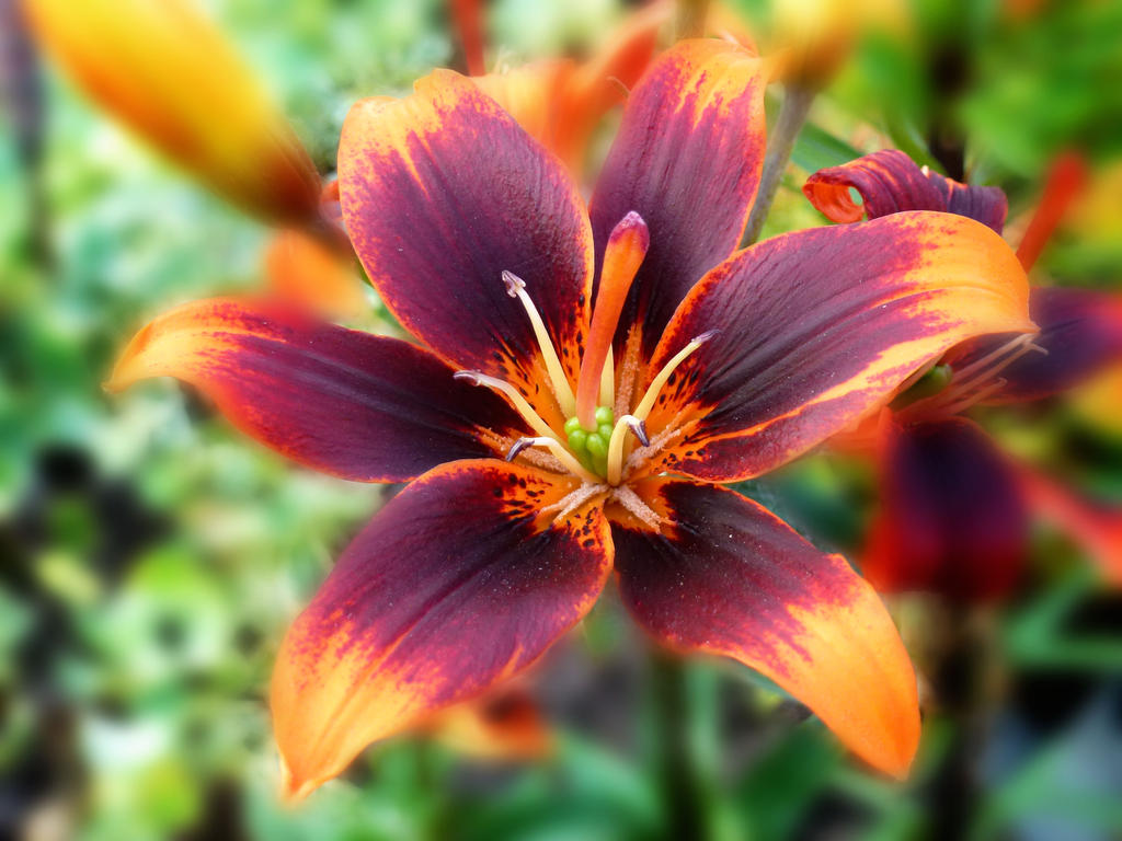 Another Lilly by friartuck40 Another Lilly by friartuck40
