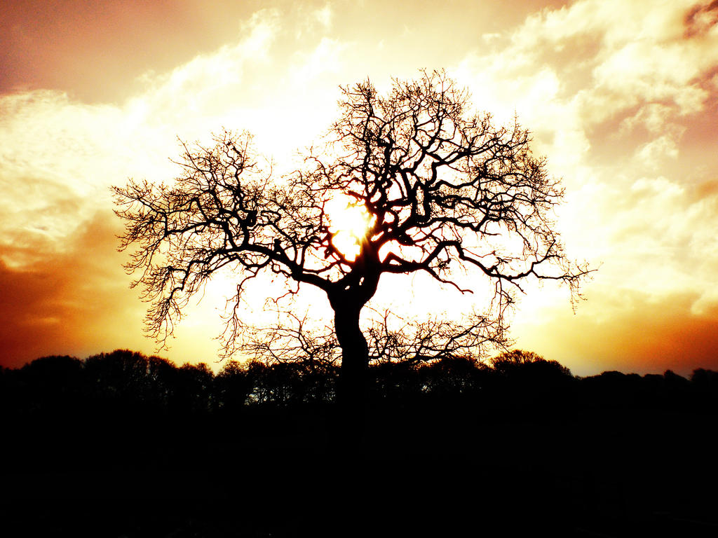 Flint Tree by friartuck40 on DeviantArt