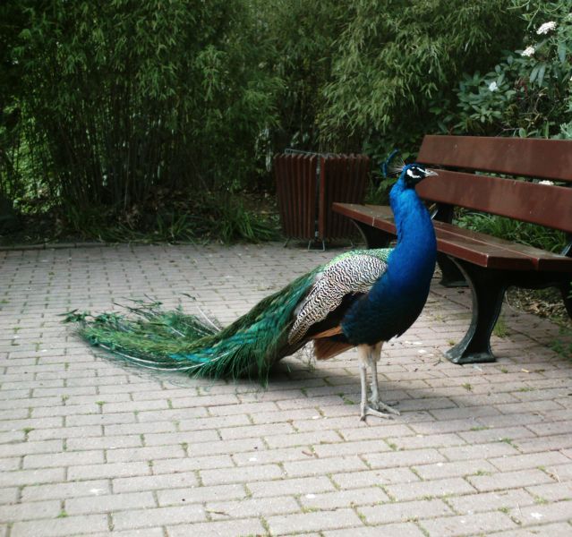 Peacock